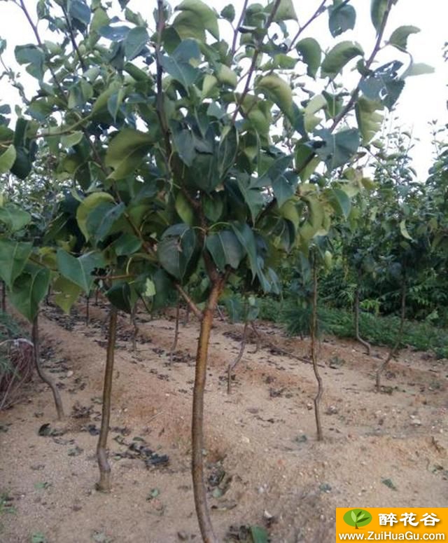 梨树栽培技术 矮化套袋梨树的科学修剪方法