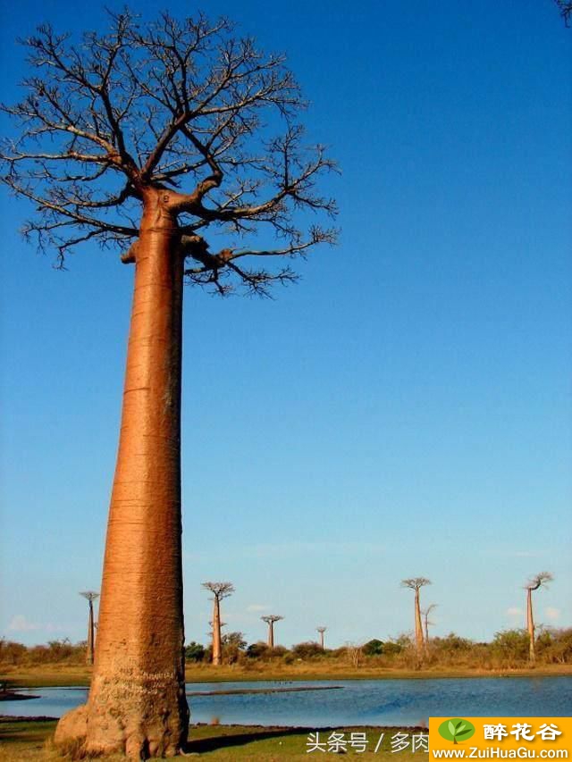 神秘的猴面包树,自己播种非洲最神奇的多肉植物