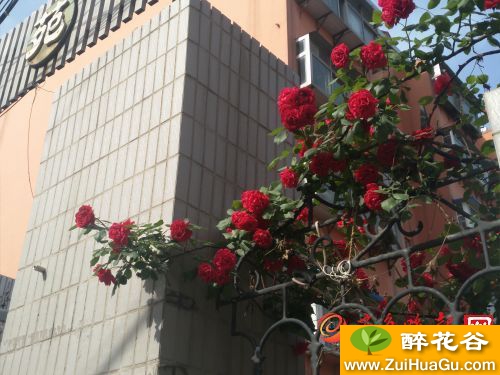 济南:蔷薇香消玉殒淡出视野,藤本月季墙接上!