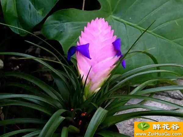 植物百科|铁兰的花语是什么?