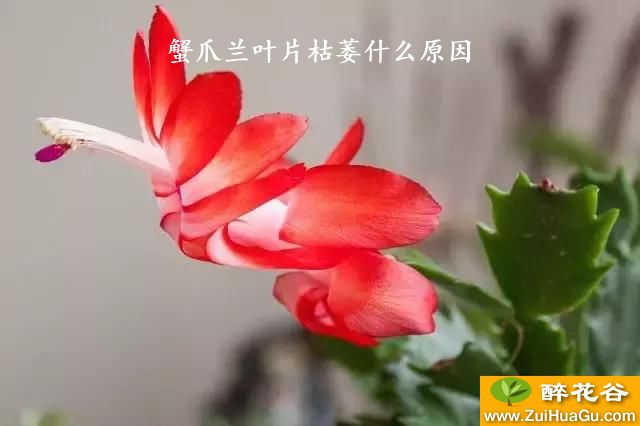 蟹爪兰叶片枯萎什么原因