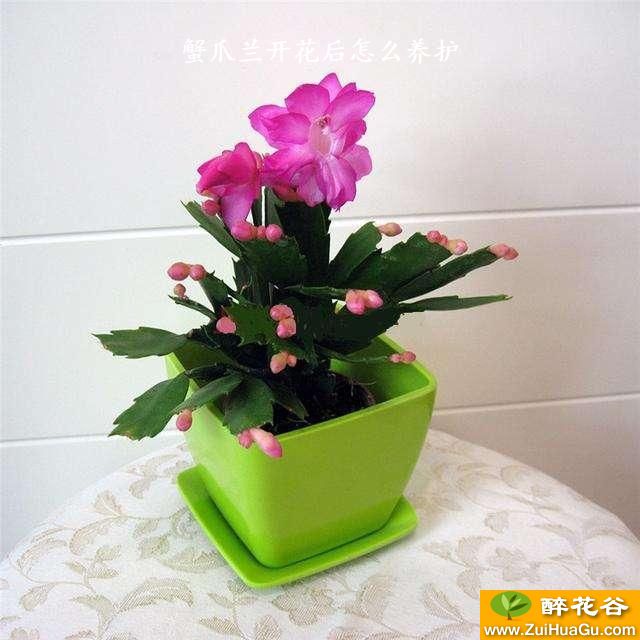 蟹爪兰开花后怎么养护