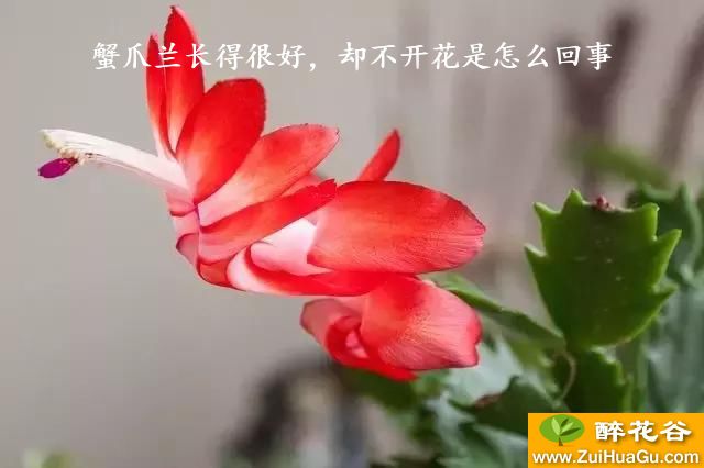 蟹爪兰长得很好，却不开花是怎么回事