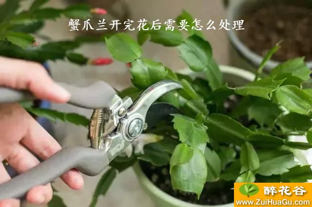 蟹爪兰开完花后需要怎么处理