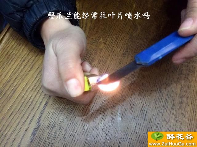 蟹爪兰能经常往叶片喷水吗