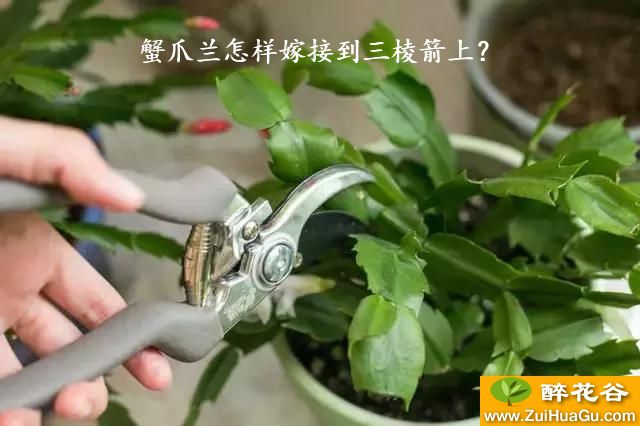 蟹爪兰怎样嫁接到三棱箭上？