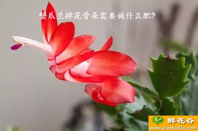 蟹爪兰掉花骨朵需要施什么肥?