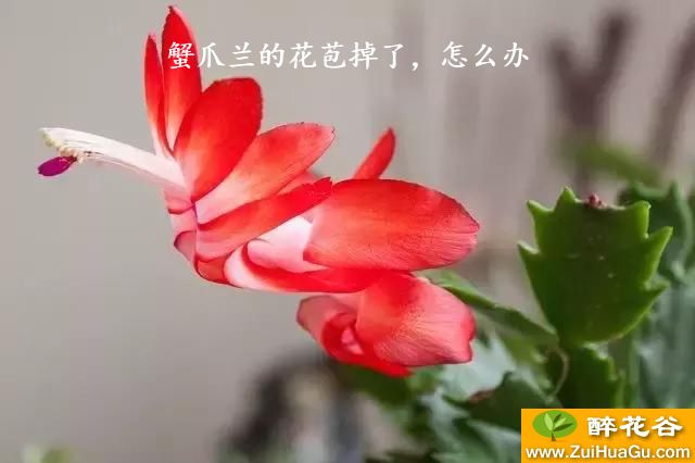 蟹爪兰的花苞掉了，怎么办