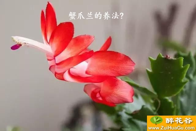 蟹爪兰的养法?