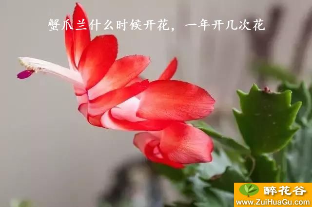 蟹爪兰什么时候开花，一年开几次花