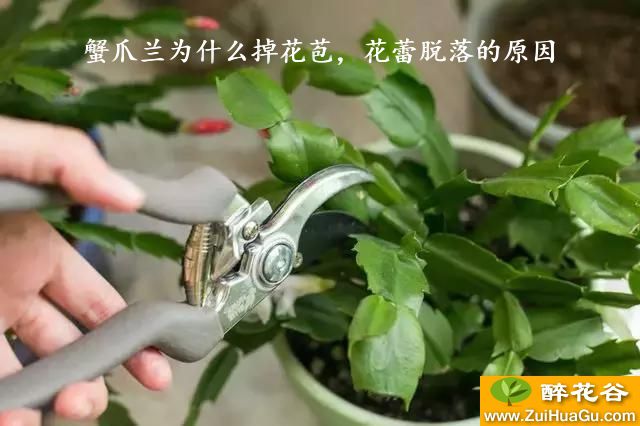 蟹爪兰为什么掉花苞，花蕾脱落的原因