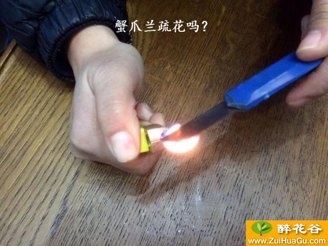 蟹爪兰疏花吗？