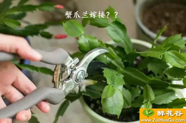 蟹爪兰嫁接？？