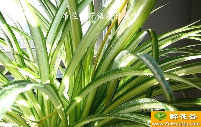 吊兰的花语是什么?
