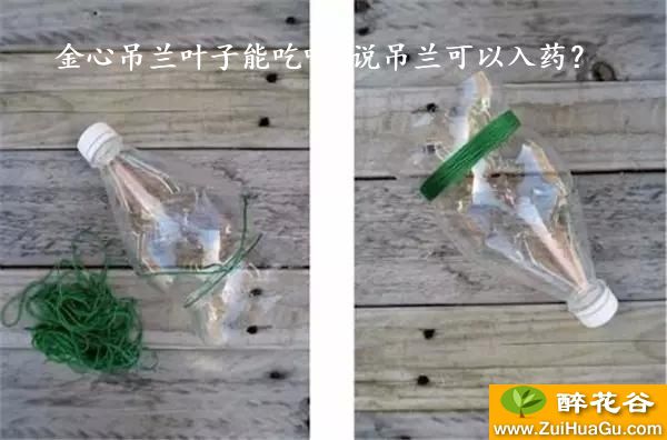 金心吊兰叶子能吃吗?说吊兰可以入药?