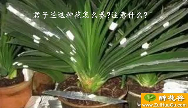 君子兰这种花怎么养?注意什么?