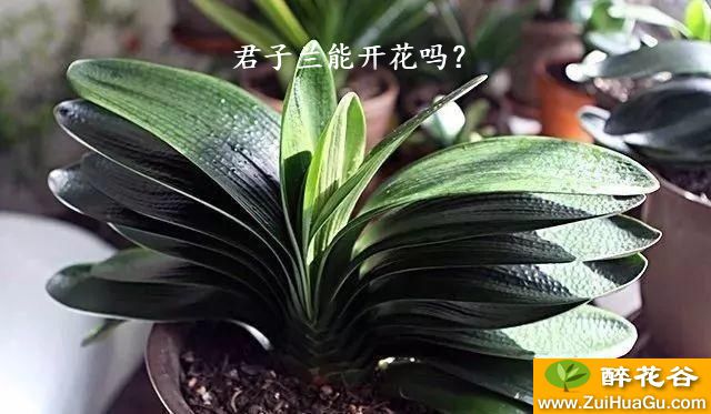 君子兰能开花吗？