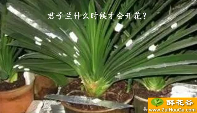 君子兰什么时候才会开花？