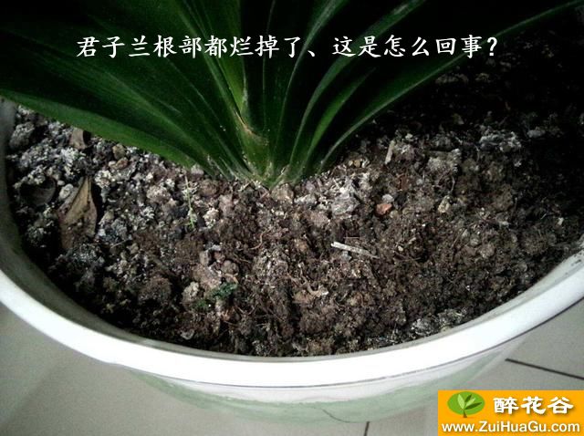 君子兰根部都烂掉了、这是怎么回事?