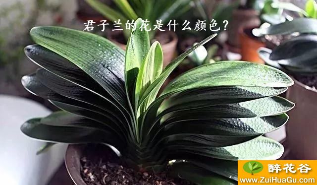 君子兰的花是什么颜色？