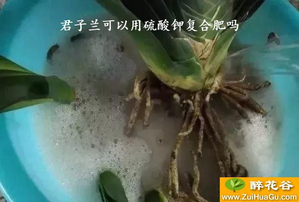 君子兰可以用硫酸钾复合肥吗