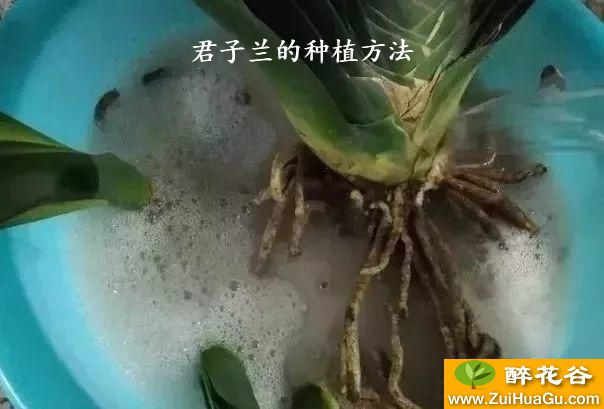 君子兰的种植方法