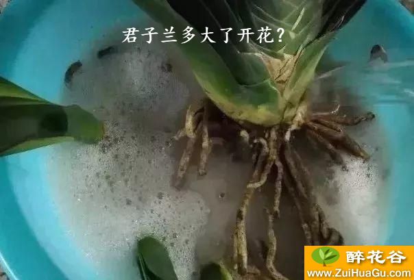 君子兰多大了开花？