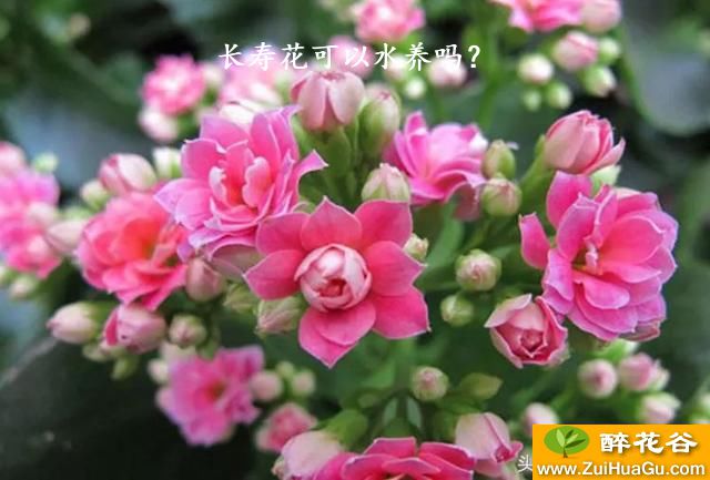 长寿花可以水养吗？