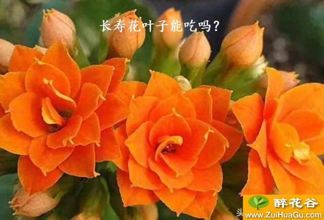 长寿花叶子能吃吗？