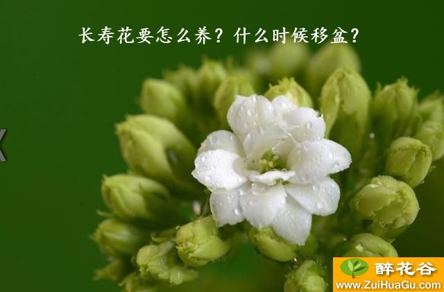 长寿花要怎么养？什么时候移盆？