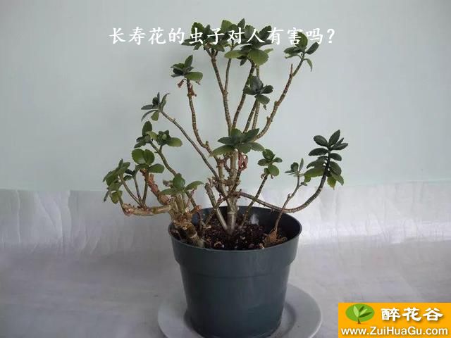 长寿花的虫子对人有害吗？