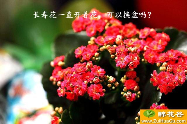 长寿花一直开着花，可以换盆吗？