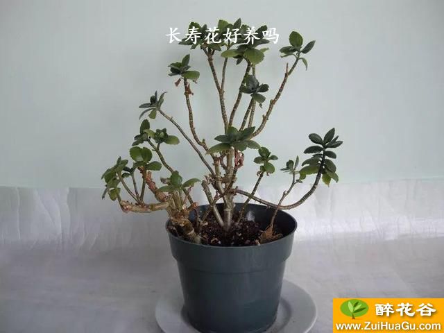 长寿花好养吗