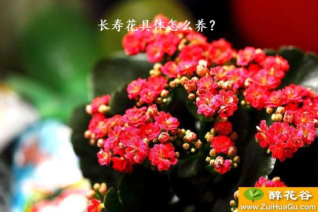 长寿花具体怎么养？