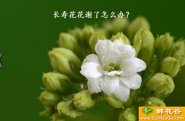 长寿花花谢了怎么办？