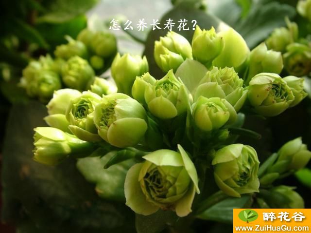 怎么养长寿花？