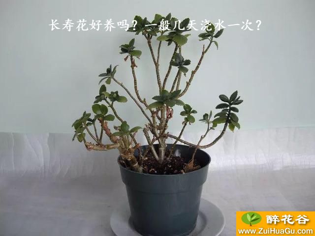 长寿花好养吗？一般几天浇水一次？