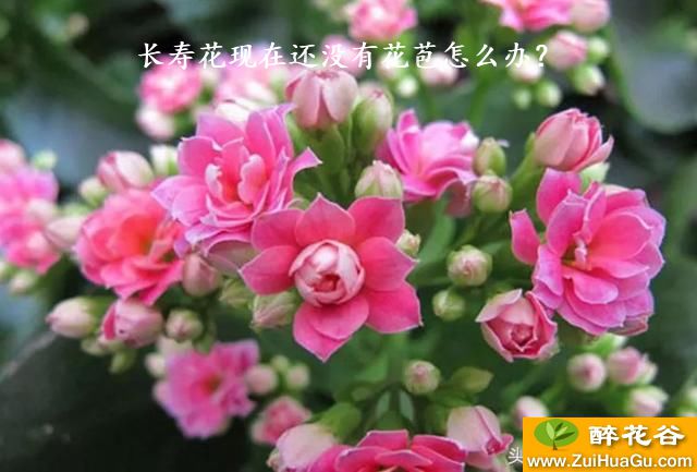 长寿花现在还没有花苞怎么办？