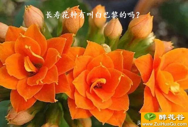 长寿花种有叫白巴黎的吗?