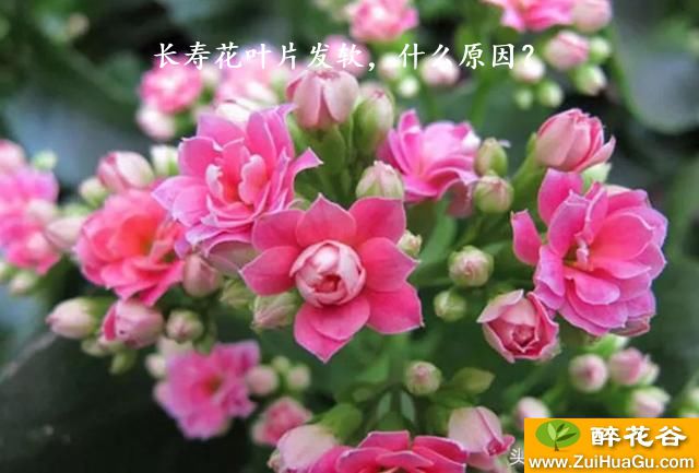 长寿花叶片发软，什么原因？