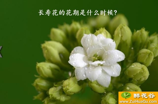 长寿花的花期是什么时候?