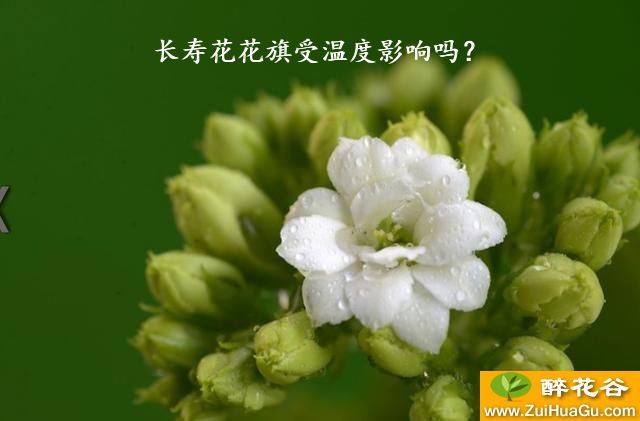 长寿花花旗受温度影响吗？