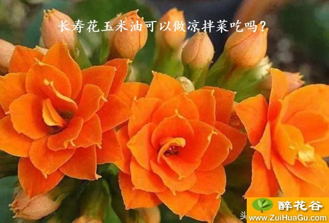 长寿花玉米油可以做凉拌菜吃吗？