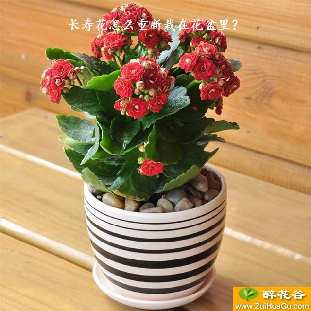 长寿花怎么重新栽在花盆里?