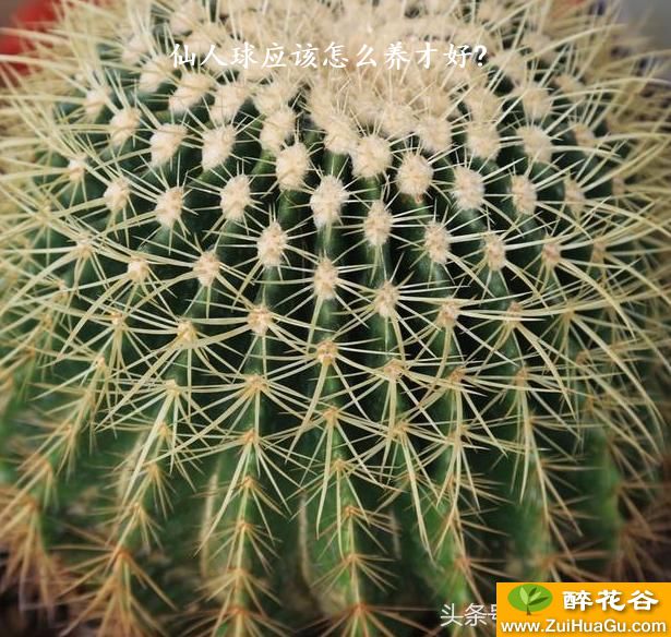 仙人球应该怎么养才好?