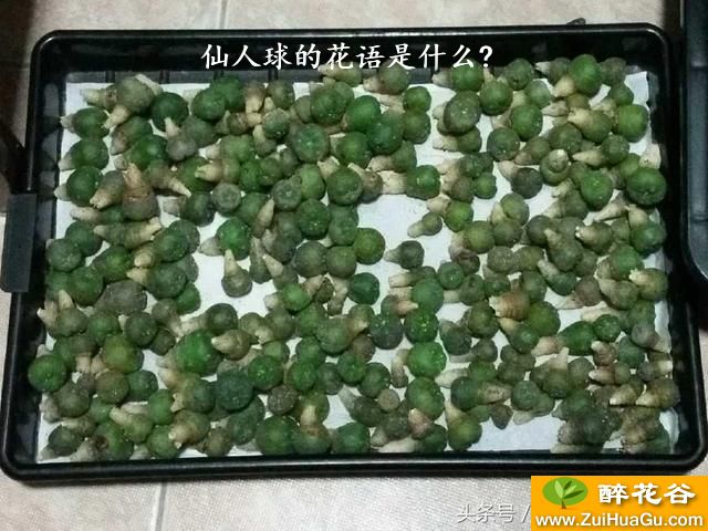 仙人球的花语是什么?