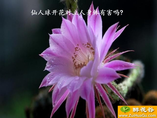 仙人球开花对立人身体有害吗?