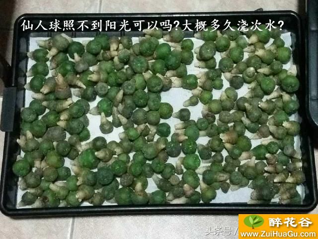 仙人球照不到阳光可以吗?大概多久浇次水?