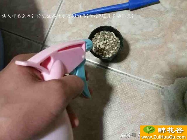 仙人球怎么养? 给它浇茶叶水有影响吗?怕冷?还是多晒阳光?