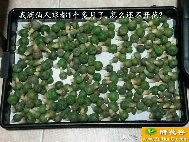 我滴仙人球都1个多月了,怎么还不开花?